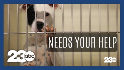 Animal shelter in desperate need of help