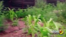 Polícia Civil localiza grande plantação de maconha na zona rural de Santa Helena; um homem foi preso