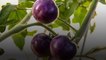 What Are Purple Tomatoes and Are They Healthy?
