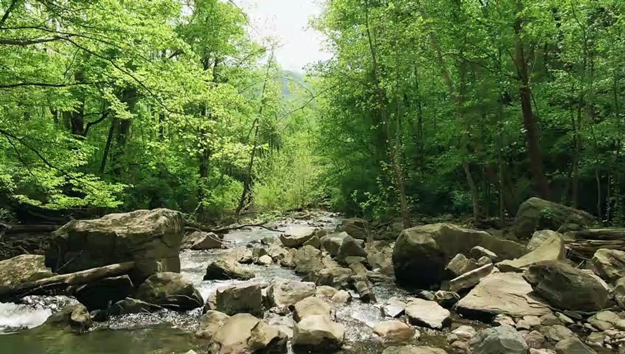 Green Views In Jungle