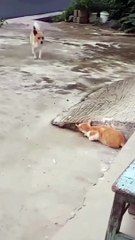 #shorts  https://www.youtube.com/channel/UCGi4z3JhIDJFE14or7pztJw