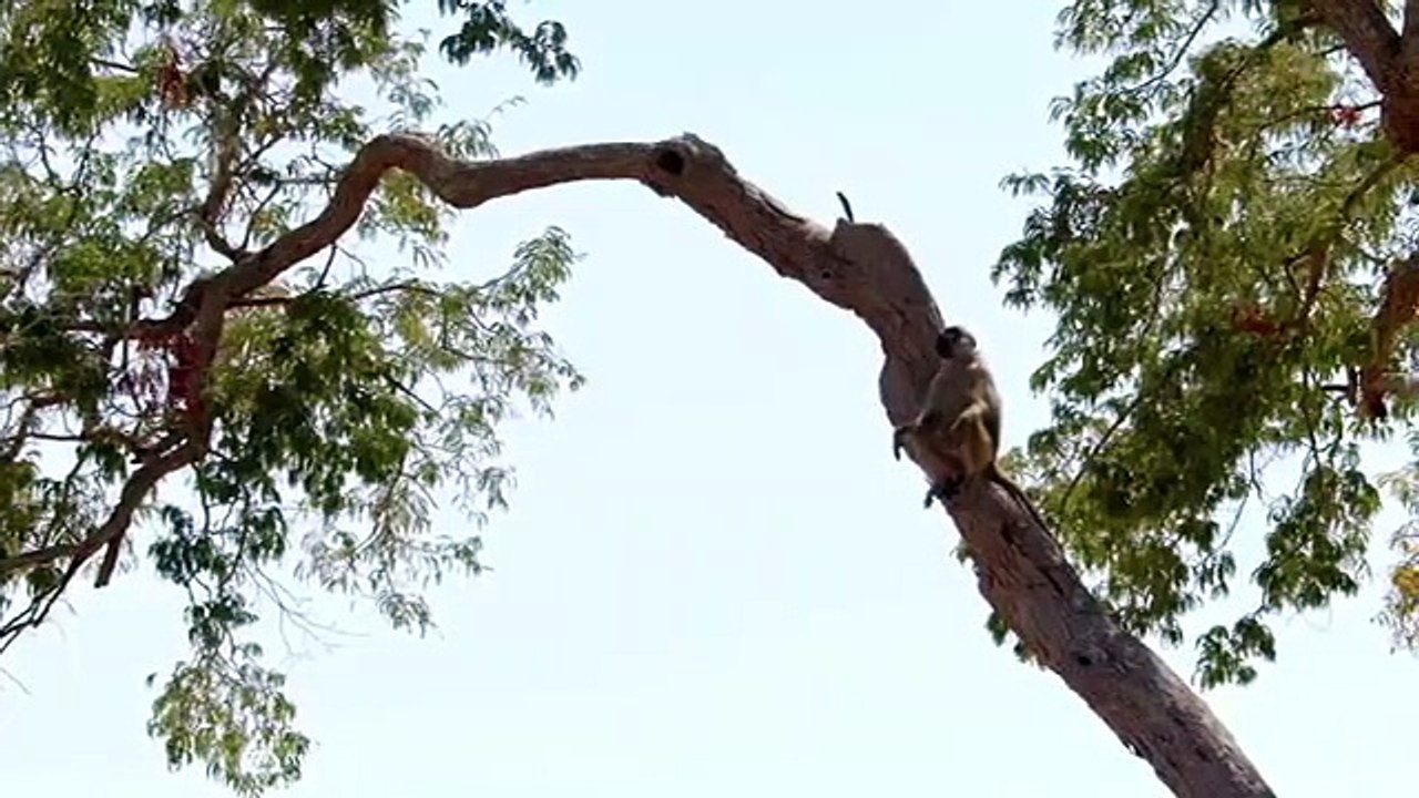 Africa's Hunters - Se1 - Ep01 - The Hungry Leopard HD Watch