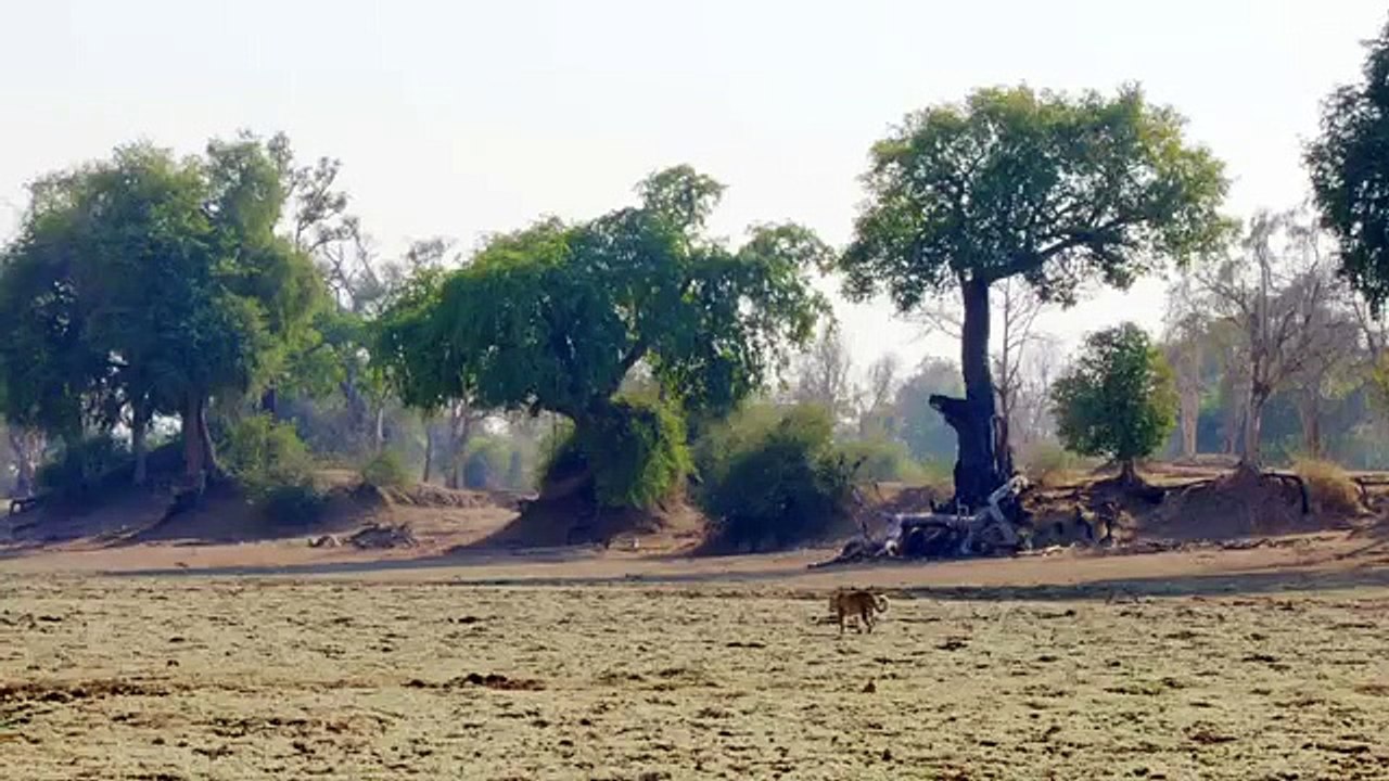 Africa's Hunters - Se1 - Ep02 - ​A Leopard's Last Stand HD Watch