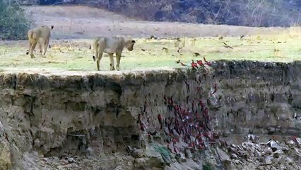Africa's Hunters - Se1 - Ep05 - Teenage Pride HD Watch