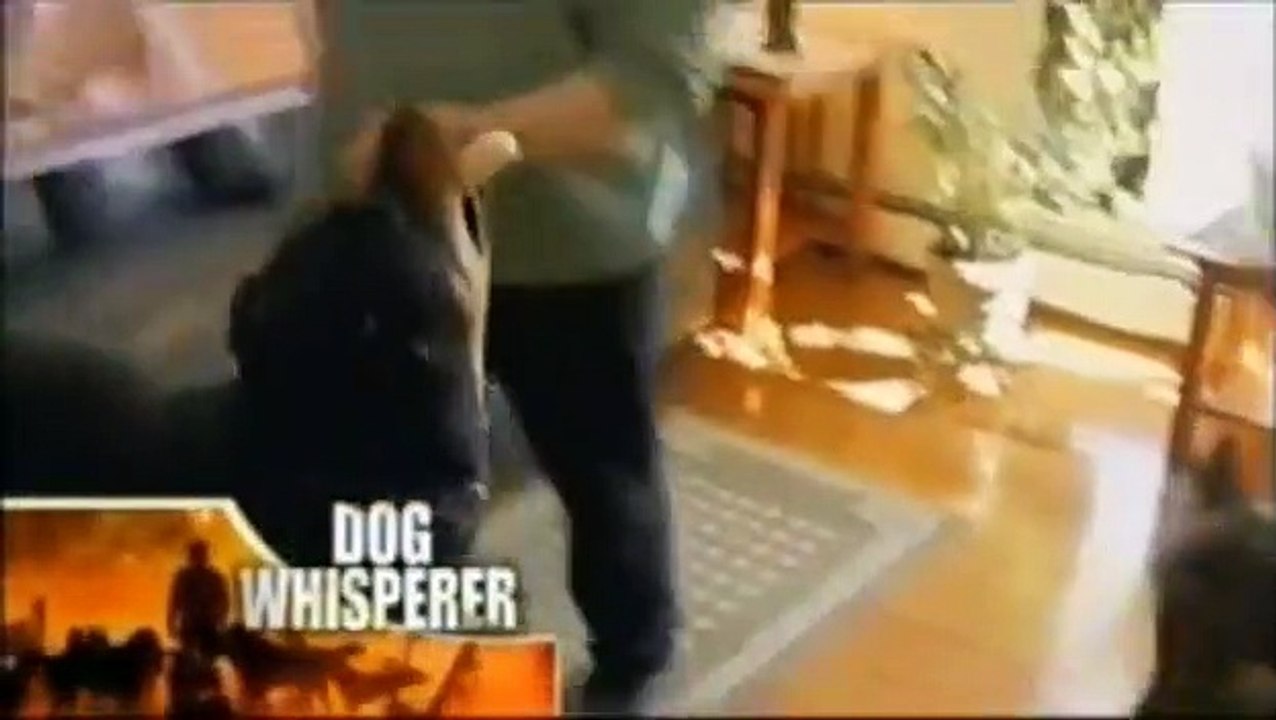 Dog Whisperer with Cesar Millan - Se4 - Ep06 HD Watch