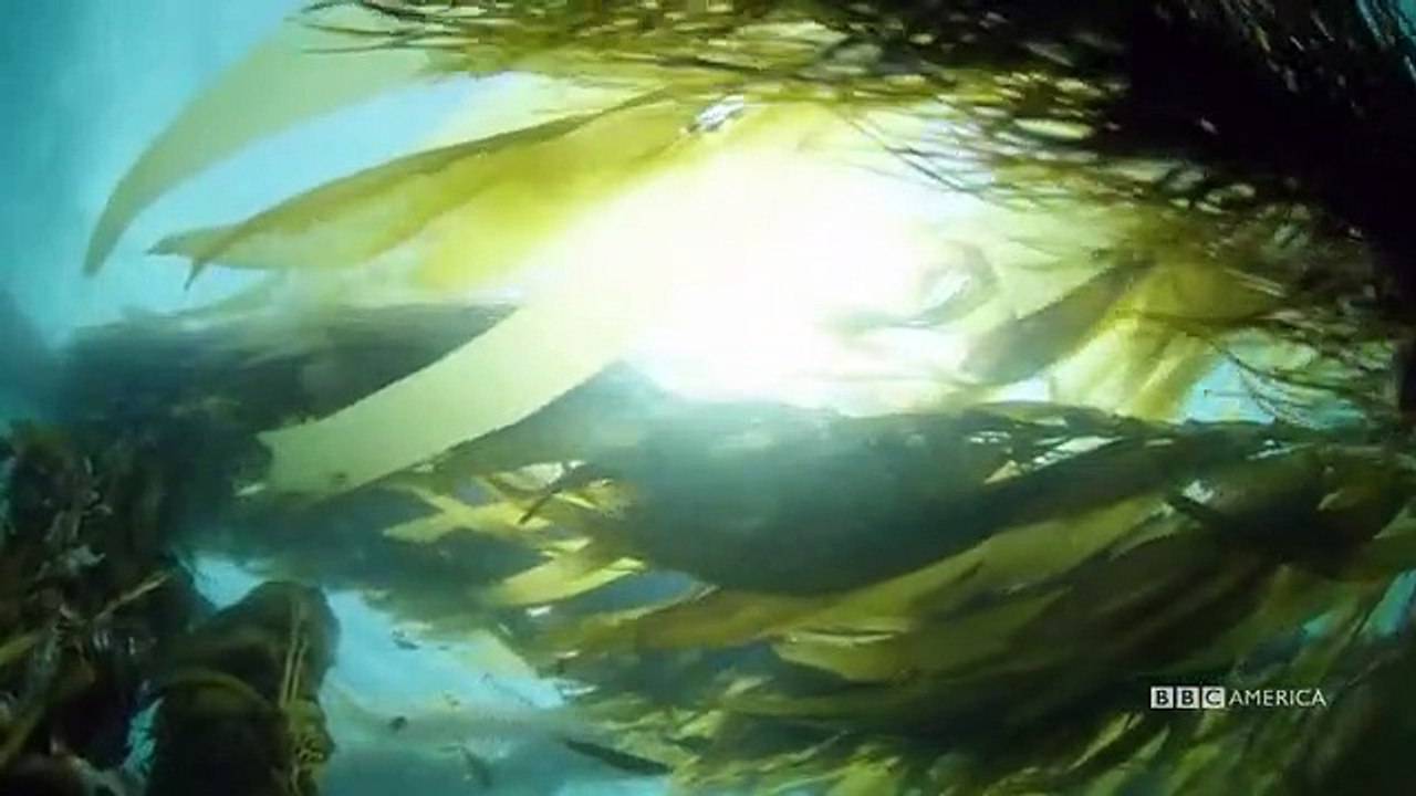 A Wild Year on Earth - Se1 - Ep01 - Jan-Feb The Year Begins HD Watch