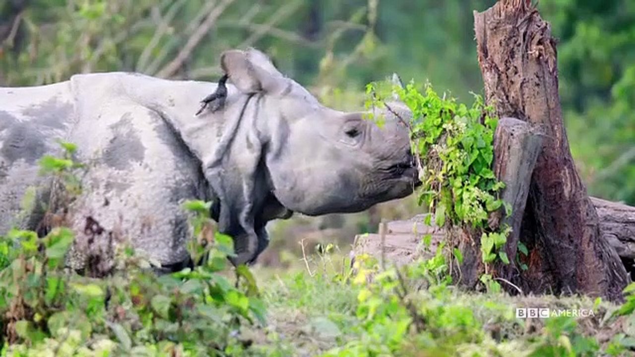 A Wild Year on Earth - Se1 - Ep04 - July-August A Time Of Migration HD Watch