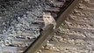 Raccoon rescued after getting stuck frozen to rail track in -12C temperatures