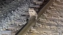 Raccoon rescued after getting stuck frozen to rail track in -12C temperatures