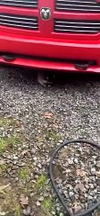 Raccoon Plays Peekaboo From Under Car