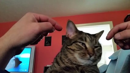 Lillys ear cat scratch | funny cats