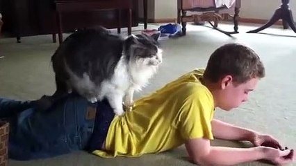 Cat Massage | funny cats