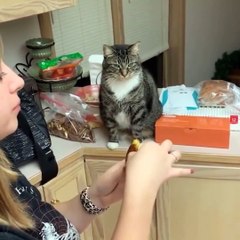 Funniest Cats Compilation #22 Don't try to hold back Laughter