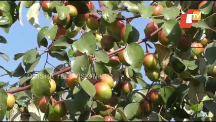 Special Story | Farmer turns lakhpati with fruit farming