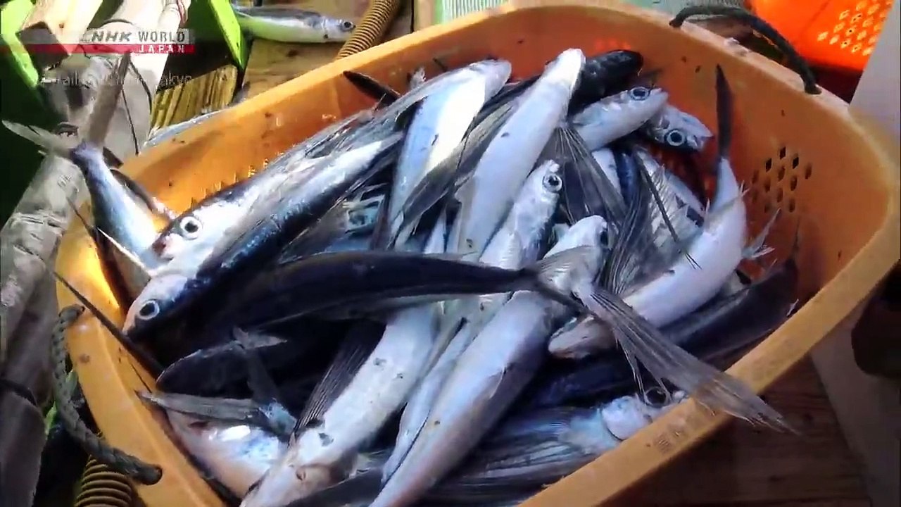 TRAILS TO OISHII TOKYO - FLYING FISH