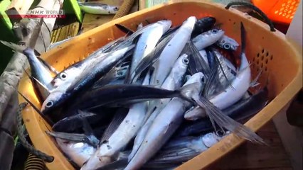 TRAILS TO OISHII TOKYO - FLYING FISH