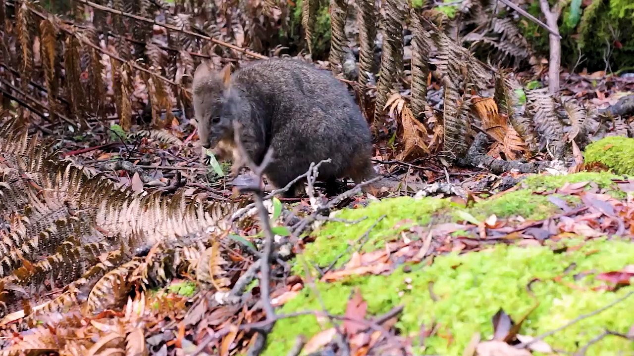 Tasmania Documentary 4K _ Wildlife _ Australia Landscapes and Nature _ Original Documentary
