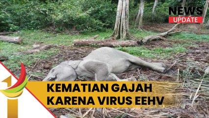 Terpapar Virus Sebabkan Kematian Gajah Sumatera Di Kawasan Konservasi Kampar