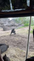 Gorillas Play at Animal Kingdom