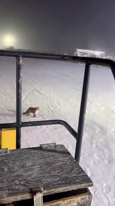 Chilly Fox Refuses To Move For Snow Plow