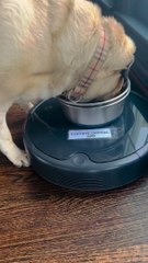 How to Train Your Dog to Not to Be Afraid of the Roomba
