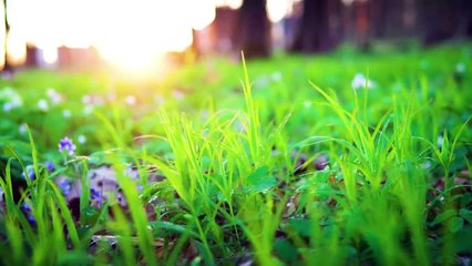 Beautiful Relaxing Music - Peaceful Soothing Instrumental Music, Stress Relief, Deep Focus Music