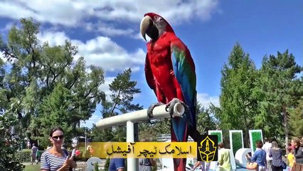 Gar Main Tota Palny Gar Main Konsa Azab Nazil Hota Hai -  Why Islam forbids keeping parrots at home