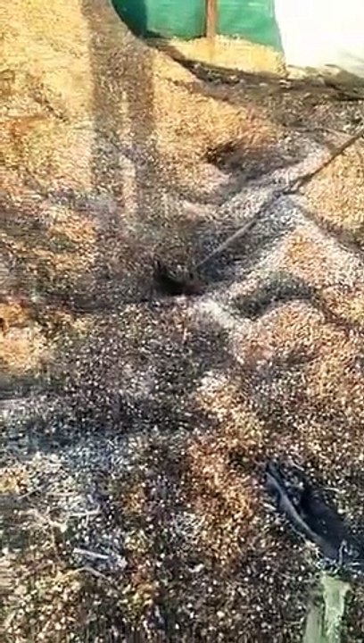 सर्दी व कोहरे ने ट्रेनों की रोकी रफ्तार, खेतों...