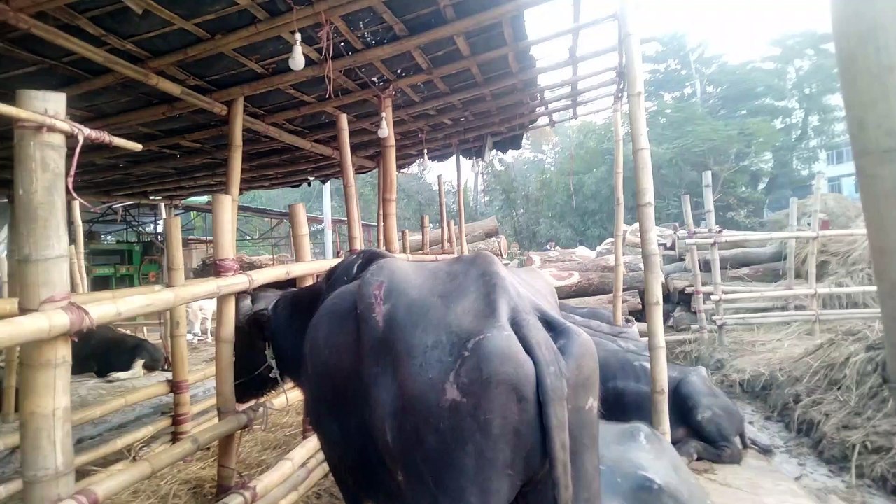 বড় বড় জাফরানী মহিষ এখন চট্টগ্রামে ও পাওযা যায় বিস্তারিত দেখুন