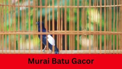 Murai Batu Gacor  Cara Seting Murai Batu Sebelum Lomba Agar Bongkar isian