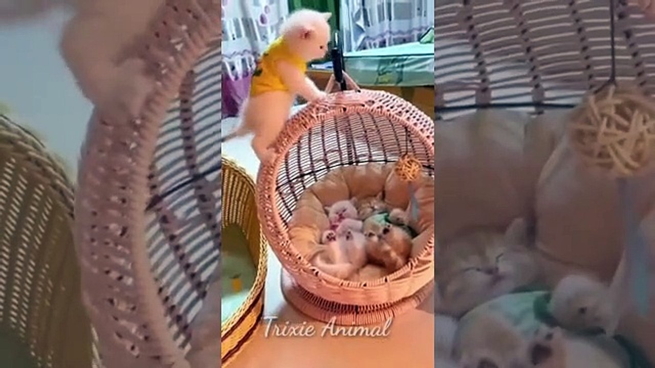 Funniest Animals 2023  Funny Cat Video -- Trixie Animal.