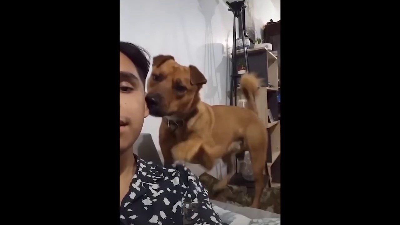Funny Animal Videos 2023  Funniest Cats And Dogs Video _1080p