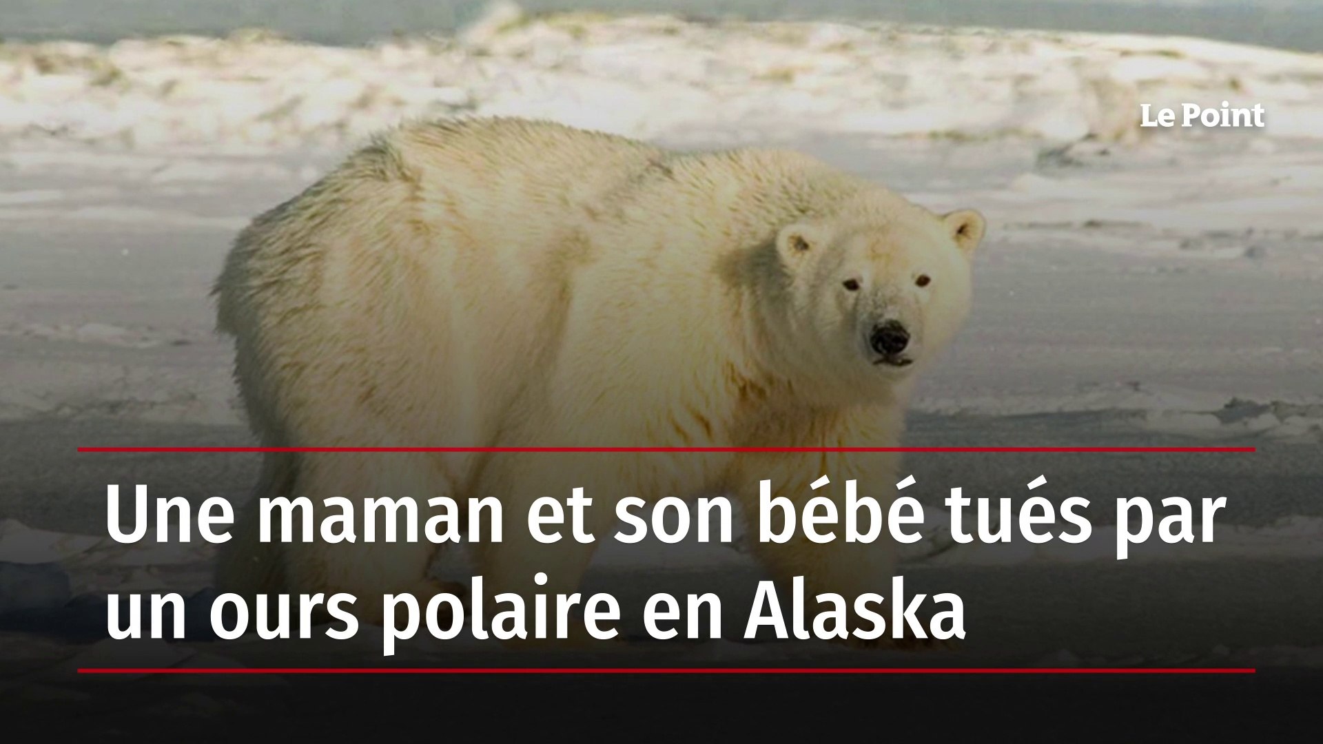 Une maman et son bébé tués par un ours polaire en Alaska - Vidéo Dailymotion