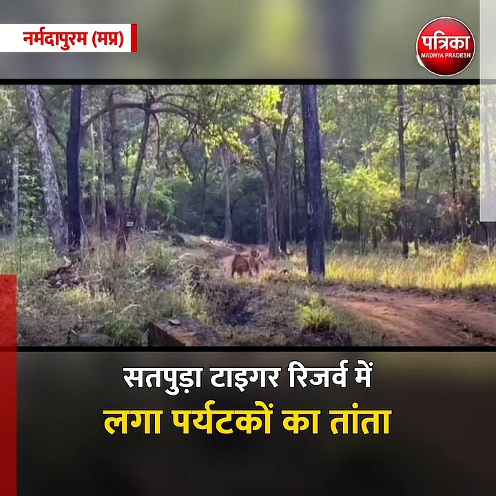नर्मदापुरम (मप्र): बाघों की ऐसी मस्ती अबतक नहीं देखी होगी