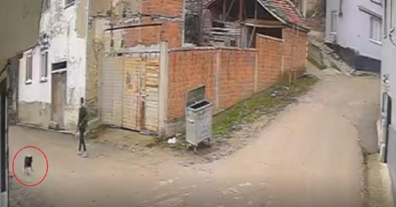 KOVALADIĞI KÖPEĞİ ÖLDÜREN ŞÜPHELİ, DAKİKALAR ÖNCE BİR BAŞKA KÖPEĞİ DAHA VURMUŞ