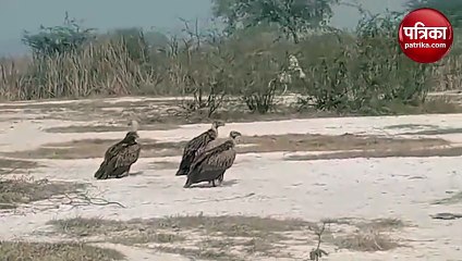 उन्नाव में दिखा गिद्धों का झुंड,  किसान ने बनाया वीडियो