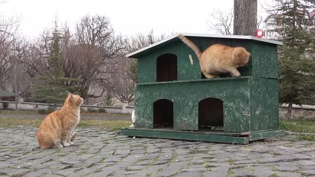 Elazığ Belediyesi, sokak hayvanlarını yalnız bırakmıyor