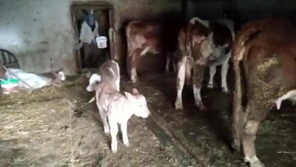 Çambükü'nde Mera Alanları Elllerinden Alınan Üretici: "Çare Kalmadı, Hayvanlarımı Kesime Gönderiyorum"