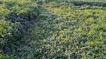 सर्दी का थर्ड डिग्री टॉर्चर: पाले से किसान परेशान, फसलें हुई चौपट, देखें वीडियो