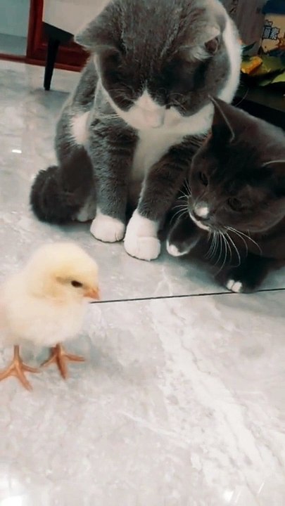 Cats First Time Meets A Chicken | baby kittens meets chick for the first time | cat meets pets chick