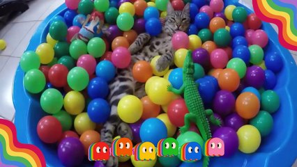 SI PUTIH KUCING LUCU MAIN BOLA