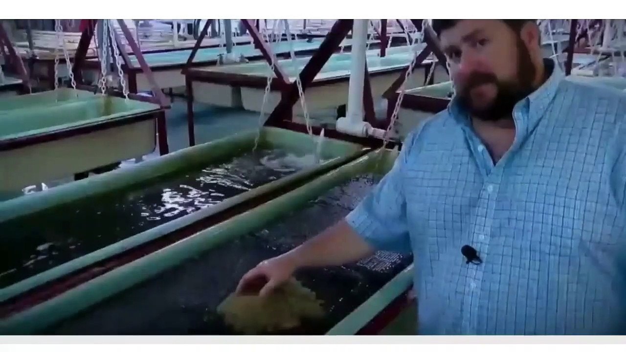 Catfish aquaculture, modern catfish farming, and catfish industrial