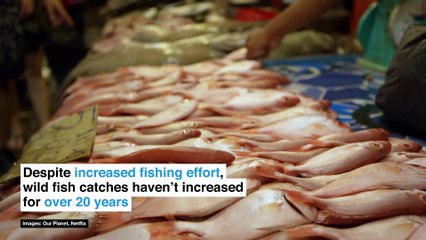 This cutting-edge fish farm might completely change how seafood is produced.