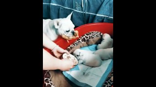 The Dog wants to raise the duck baby with her babies | Dog with duck in mouth | Dog with duck toy|