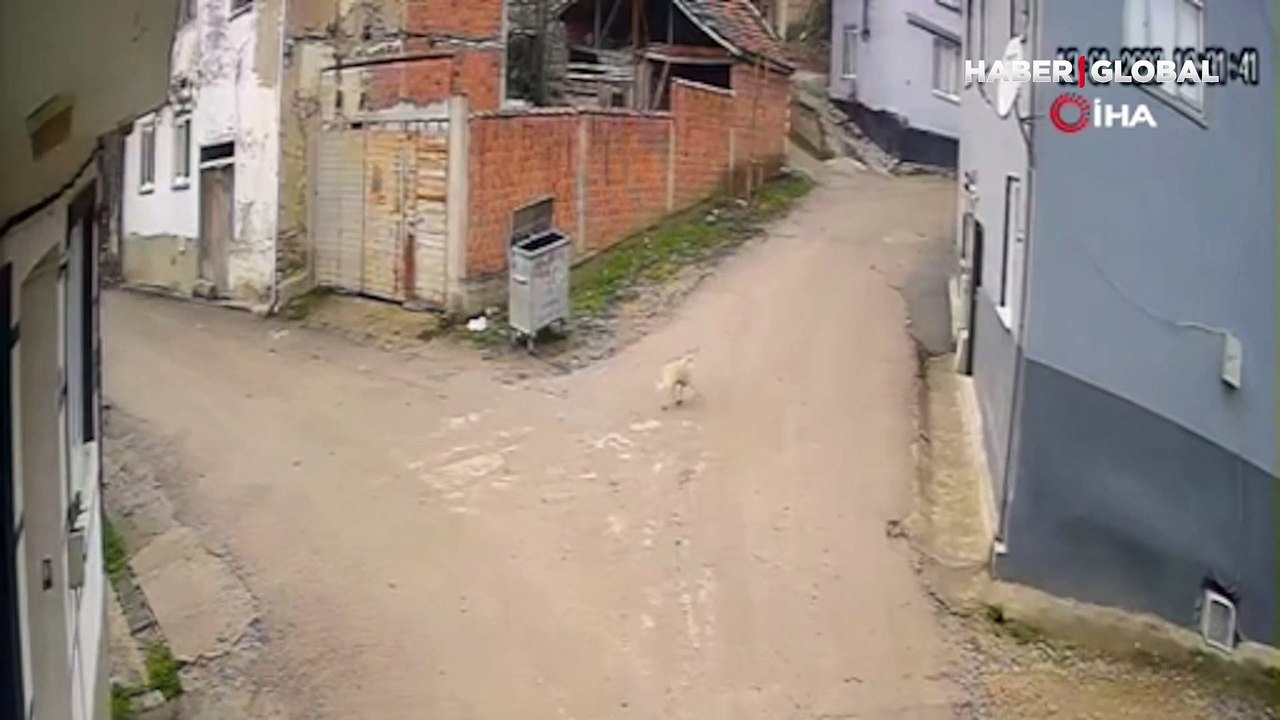 Pompalı tüfekle köpeği vurarak öldüren kişinin başka bir köpeği silahla vurduğu ortaya çıktı