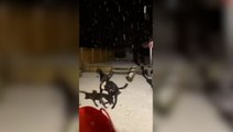 Dog plays in snow as cold snap sends temperatures plummeting