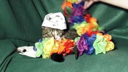 Funny Cat with a Cap Gets Flowers
