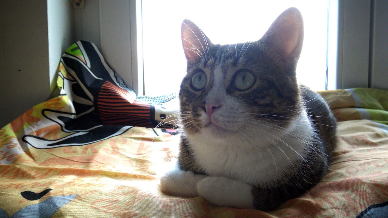 Purring Cat Loaf