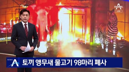 토끼·앵무새·물고기 98마리 폐사…가설 건축물, 스프링클러 없어