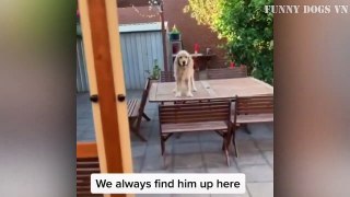 Animals Video - Funny Dogs And Cats - Try Not To Laugh Animals #4